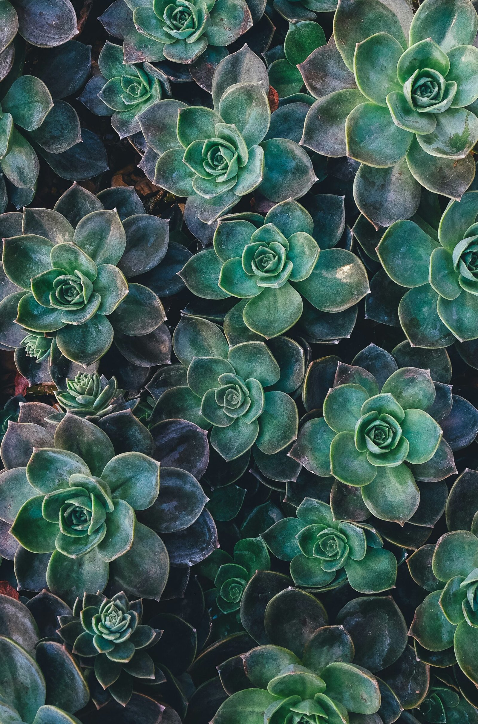 Succulents That Resemble Roses: A Beautiful Addition to Your Garden