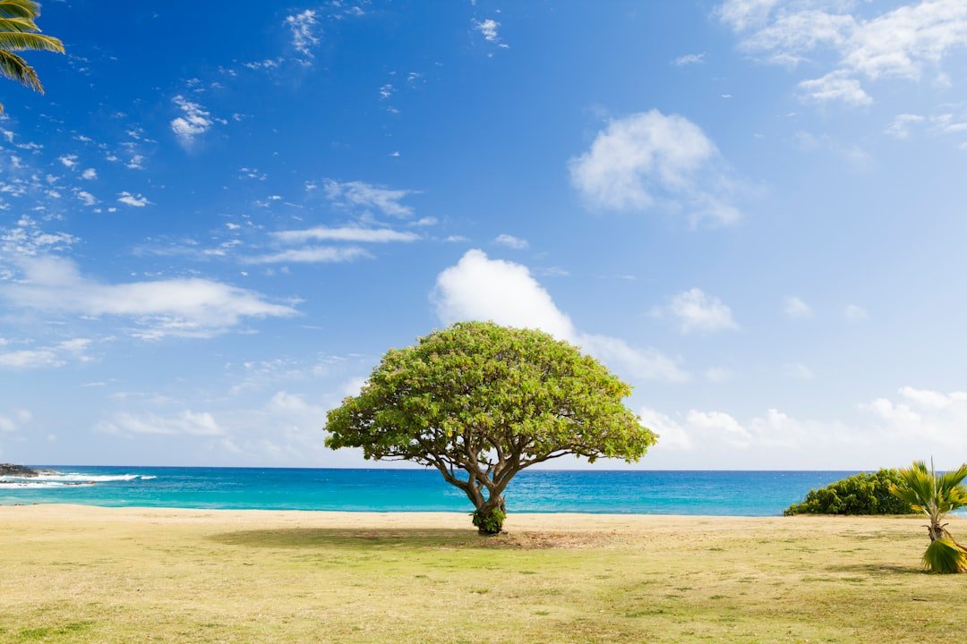 Photo Image: Tree pruning Nouns: Tree, pruning