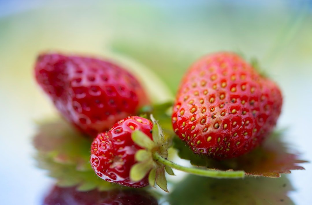 Photo Image: Vegetable Garden