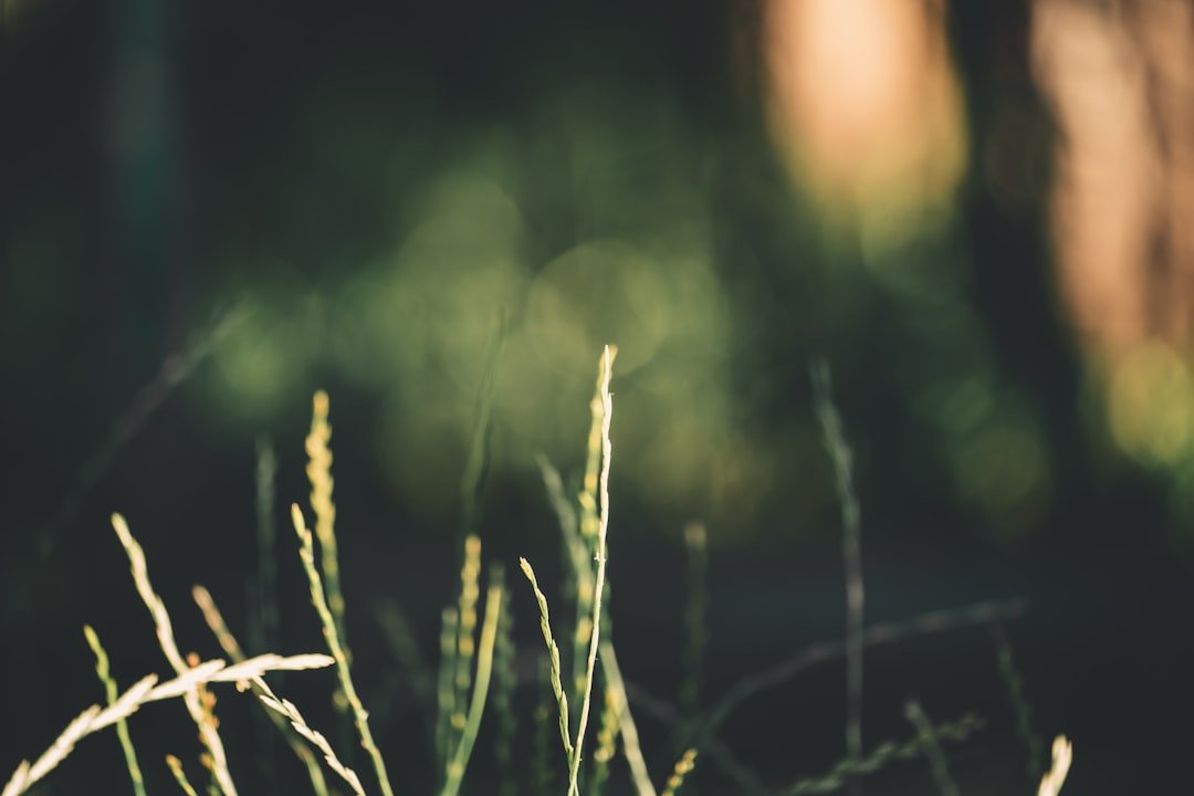 Photo Image: Grass Seeds Nouns: Grass, Seeds