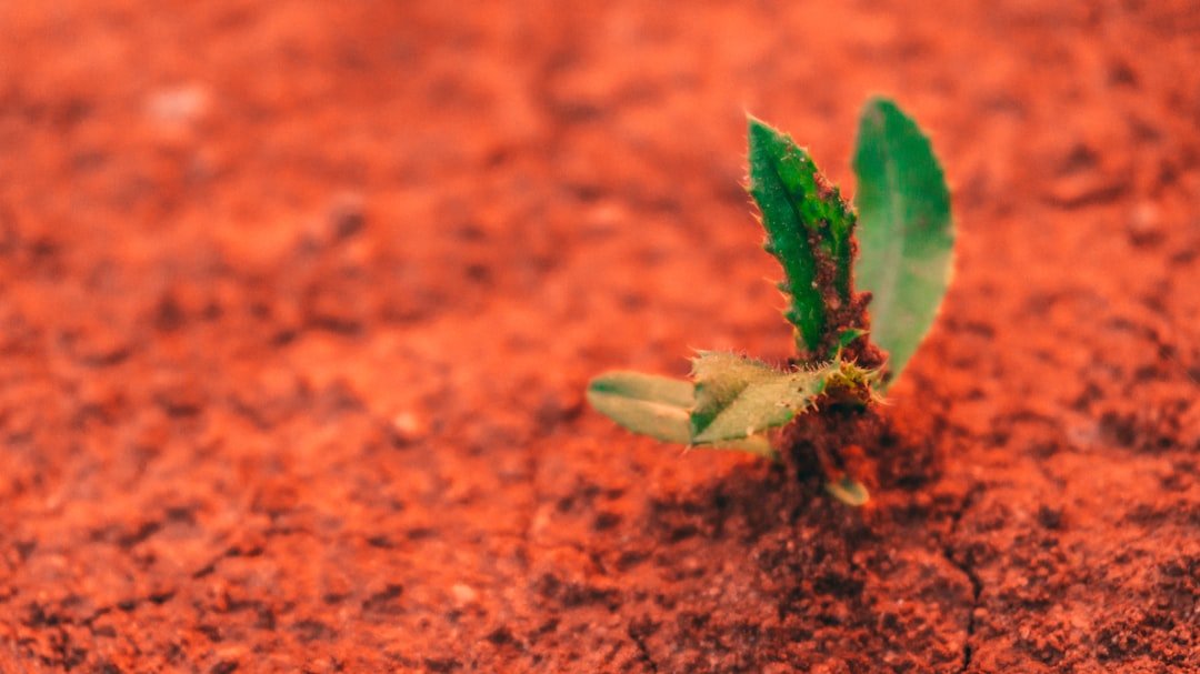 Photo plants, soil