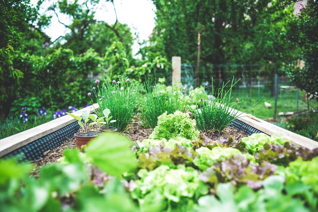 Photo Image: Garden tools