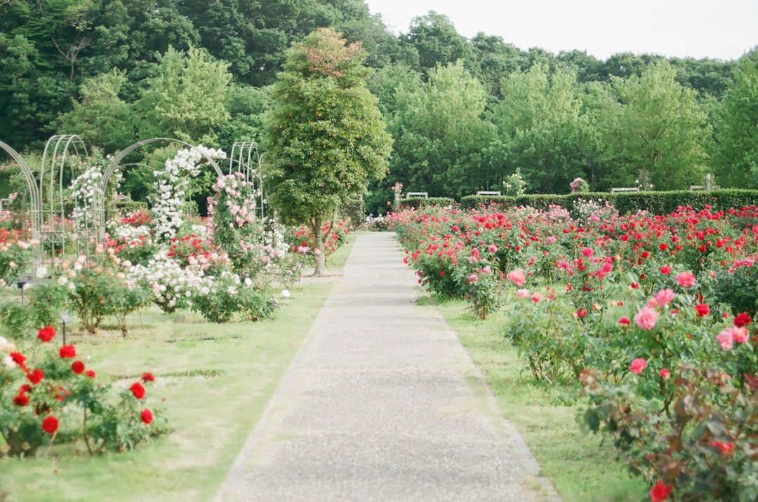 Photo Image: Gardening gloves Nouns: Gloves, Garden