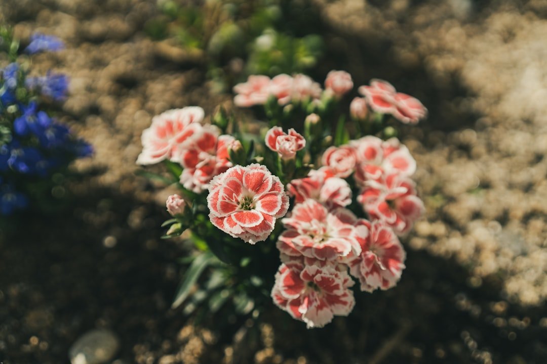 Photo Flower bed