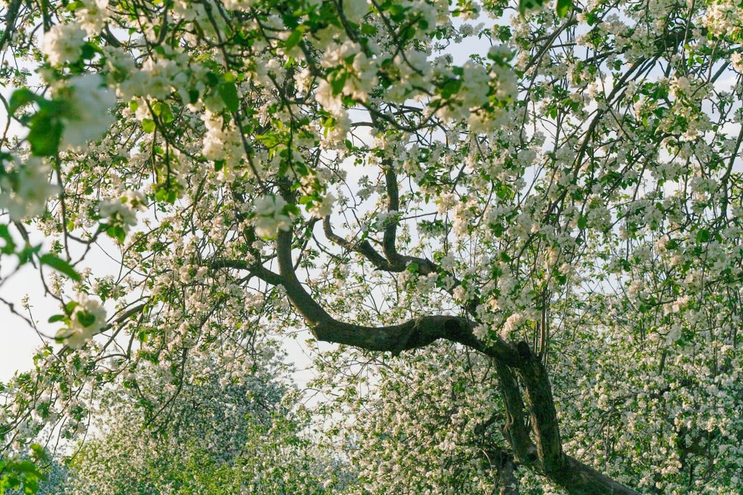 Photo Blooming tree