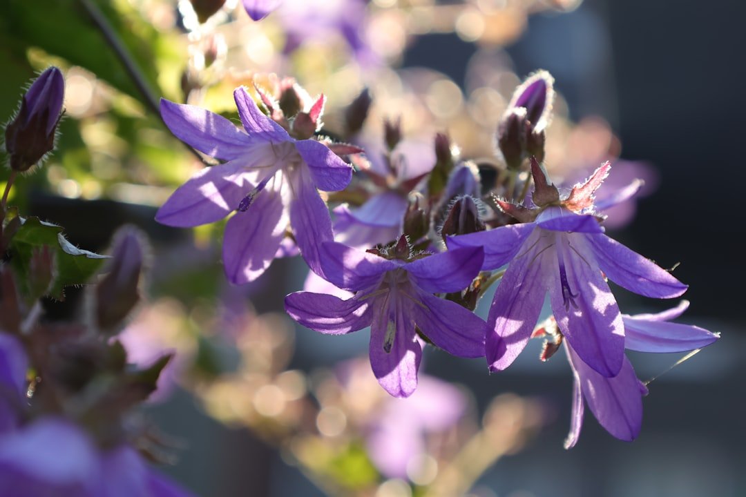 Photo Blooming agapanthus