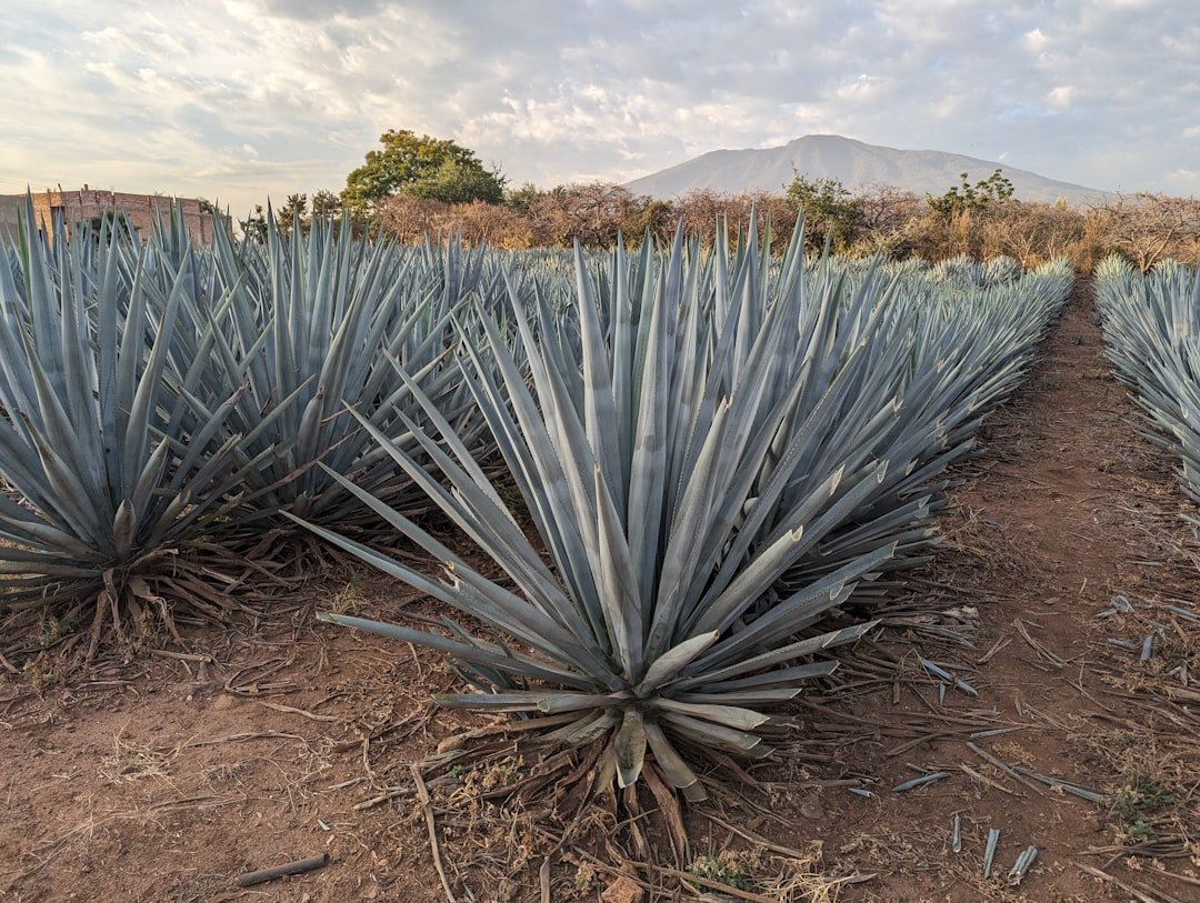Photo Agave field