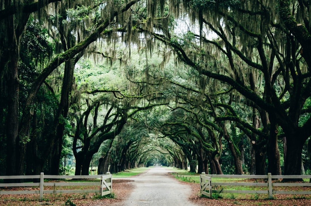 Photo Savannah landscape