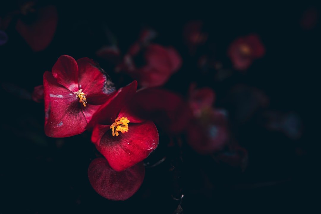 Photo Blooming begonia