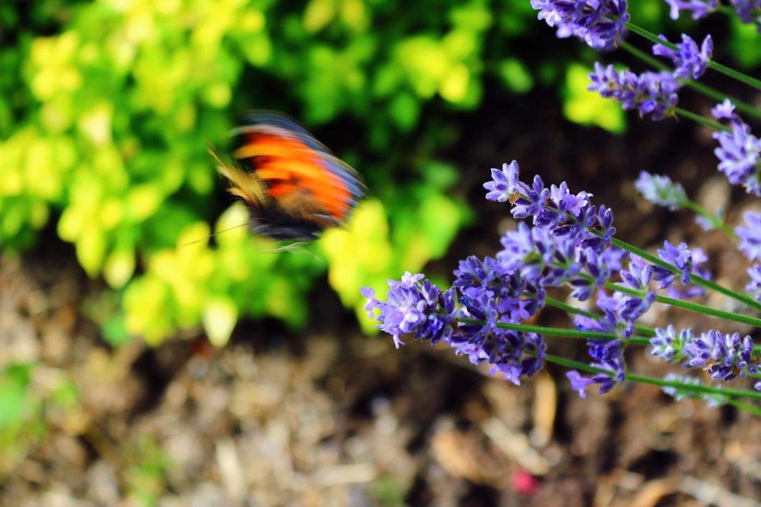 Photo Colorful garden