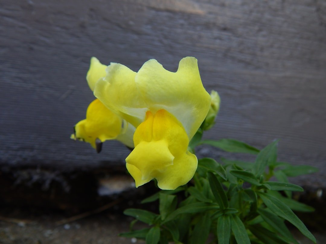 Photo Snapdragon flower