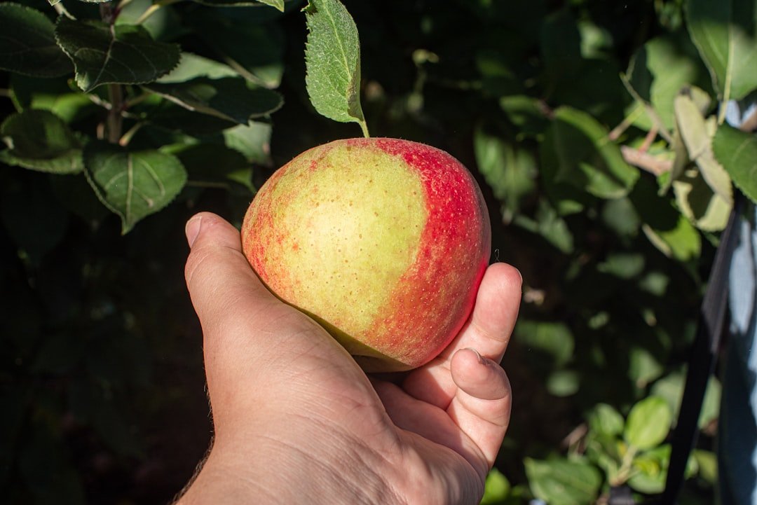 Photo Fruit orchard