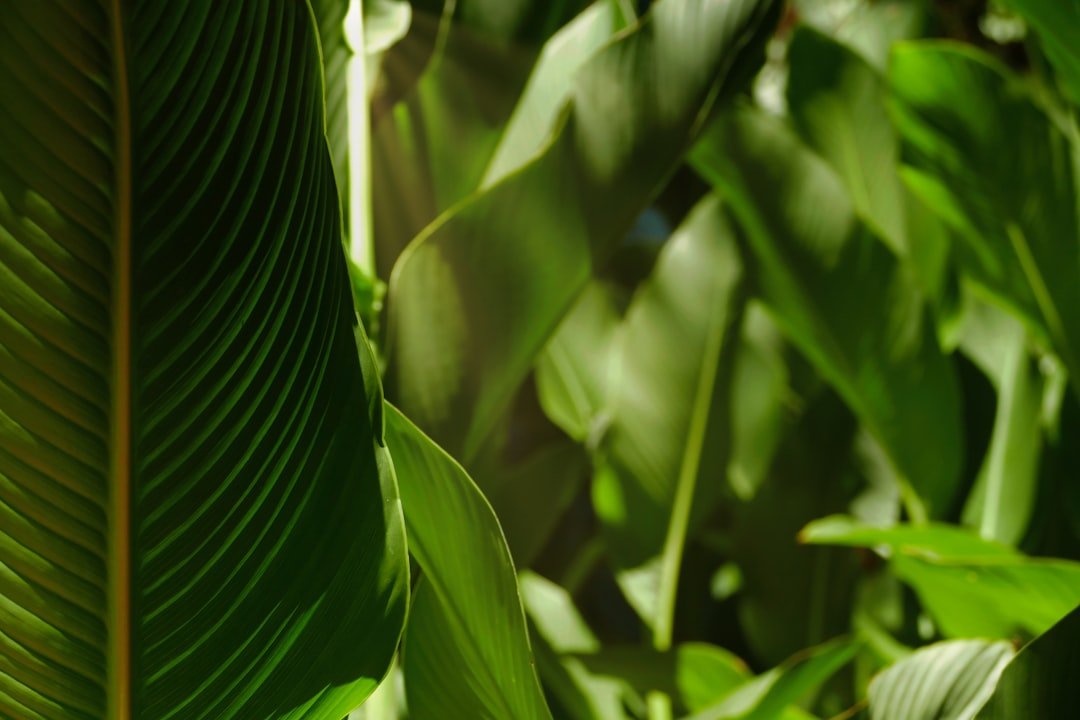 Photo Lush green foliage