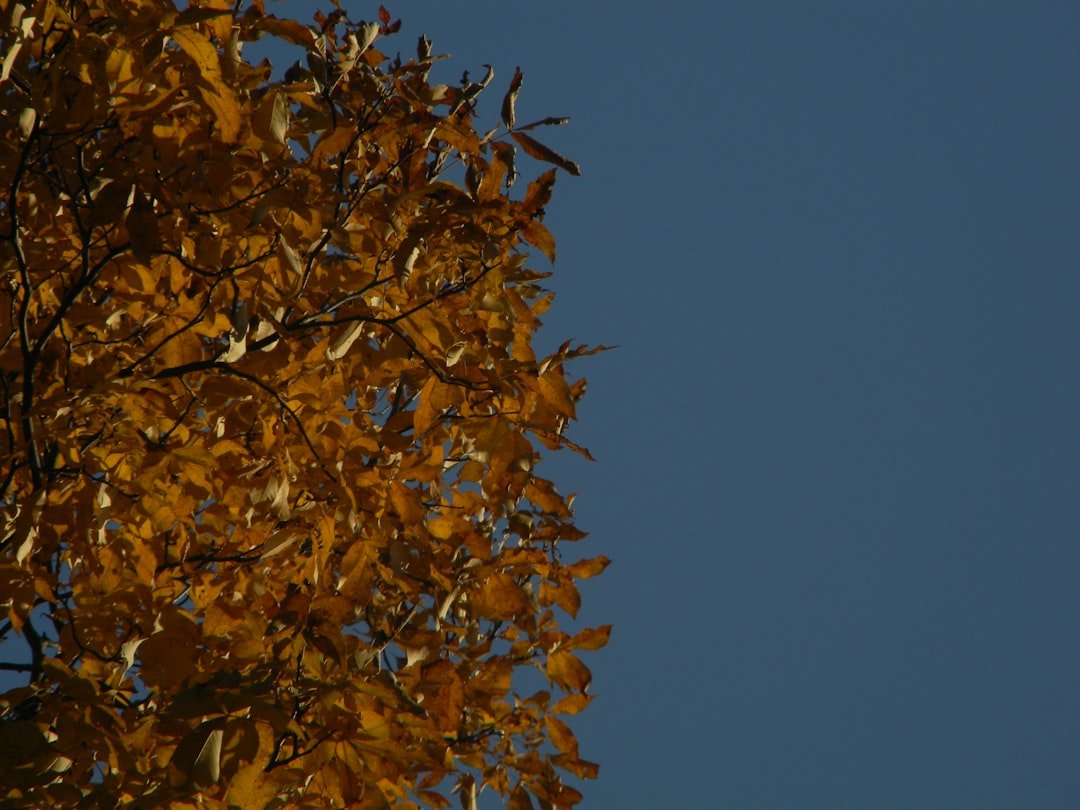 Photo Golden leaves