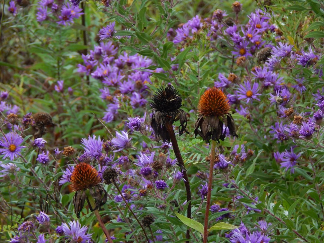 Photo Purple aster