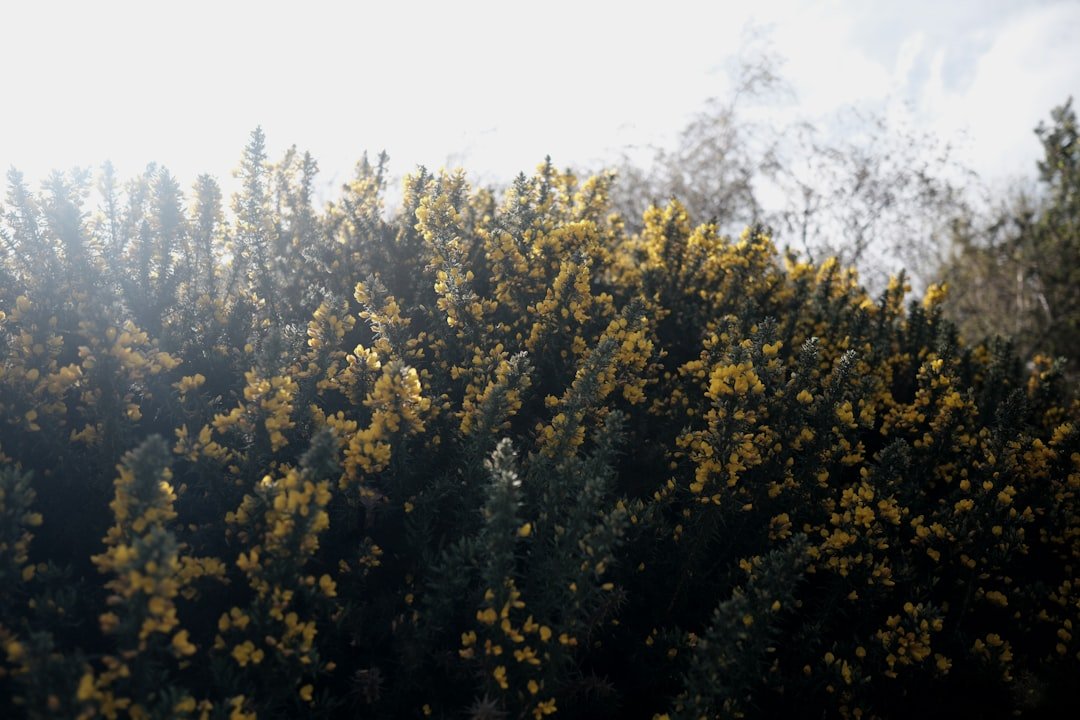 Photo Barberry bush