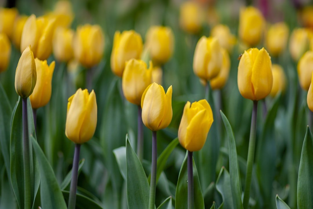 Photo Yellow flowers