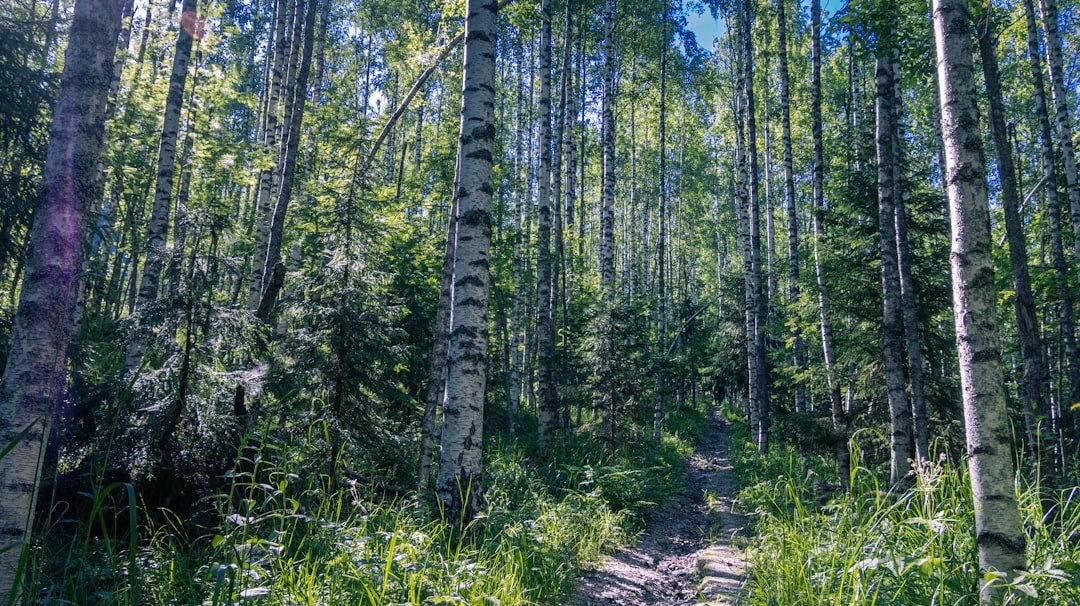 Photo Birch forest