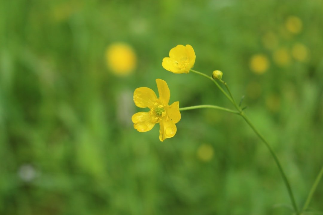 Photo Yellow flower